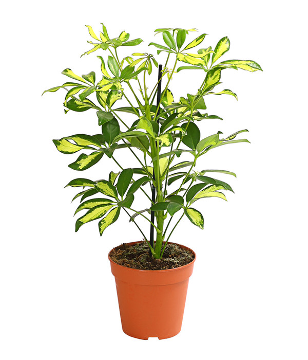 Schefflera Aralia Kunstpflanze Künstliche Pflanze Stahlenaralie 60cm Decovego 