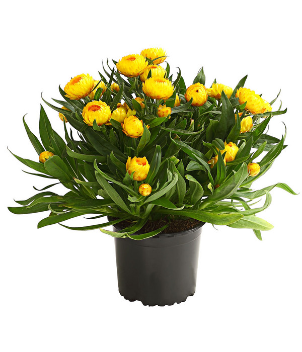 1.1 g Sementi Zwerg-Strohblume Herrliche Prachtmischung 5 x 1.1 g Dehner Blumen-Saatgut 5er Pack