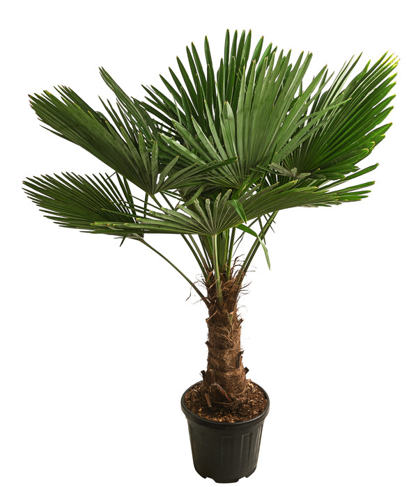 18 Grad Palme XXL.140-150 cm Trachycarpus fortunei Hanfpalme winterhart bis 
