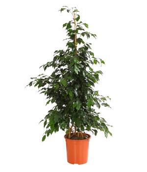 /-70cm Zimmerpflanze Büropflanze Birkenfeige 2ltr Topf Ficus Benjamina Twilight 
