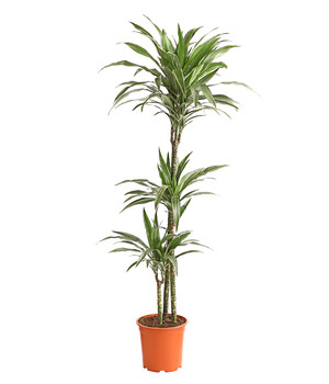 Ø Topf 21 cm 110-120 cm dreitriebig ca Zimmerpflanze Dehner Drachenbaum Lemon Lime 