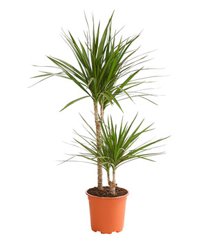 Indoor-Helden Drachenbaum Dracaena marginata Bicolor 12 cm Topf Zimmerpflanze Urban Jungle 