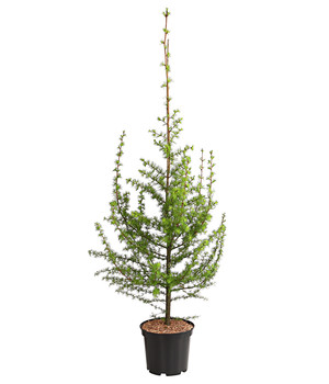 Pinie 140 cm Pinus pinea frosthart 20°C Pinienbaum Nadelbaum  Mittelmeerpinie