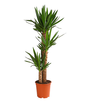 1 Stamm Yucca elephantipes Palm-Lilie, Zimmerpflanzen Palme ca Kübelpflanzen 40-60 cm hoch Yucca-Palme 